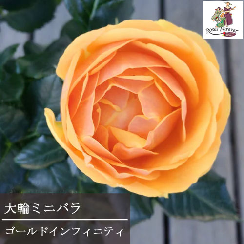 ミニバラ ゴールドインフィニティ 4号ポット苗四季咲き 大輪 花苗 ポットローズ 鉢花のサムネイル