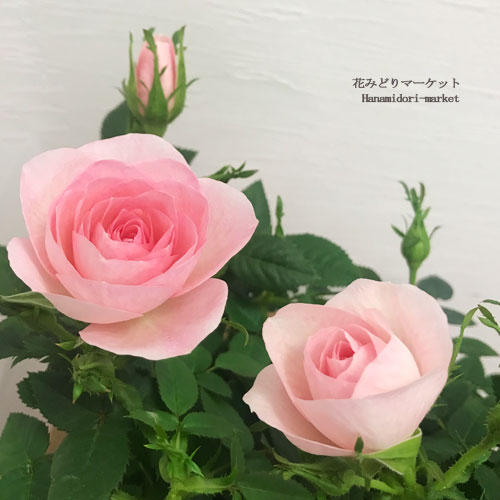 ミニバラ 芳香性クリームピンクロサアロマ 3.5号ポット苗ポットローズ 鉢花 ピンク 白 ホワイト 花苗 四季咲きのサムネイル