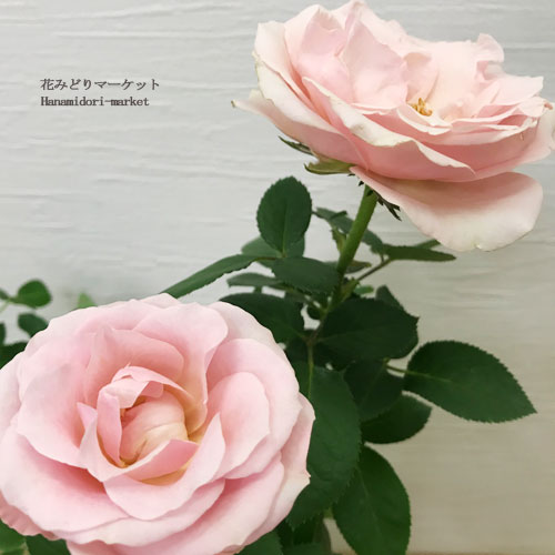 ミニバラ プリンセスオブインフィニティ 4号ポット苗四季咲き 大輪 花苗 ポットローズ 鉢花のサムネイル