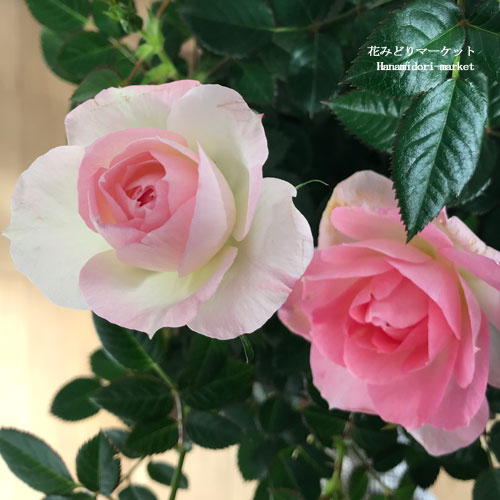 ミニバラオプティマチュチュ3.5号...