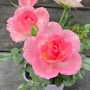 ミニバラ オプティマ チュチュ 3.5号ポット苗四季咲き 大輪 花苗 ポットローズ 鉢花 ピンク