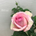 ミニバラ アンティーケコルダーナ （ピンク花）3.5号ポット苗四季咲き 花苗 ポットローズ 鉢花 ピンク