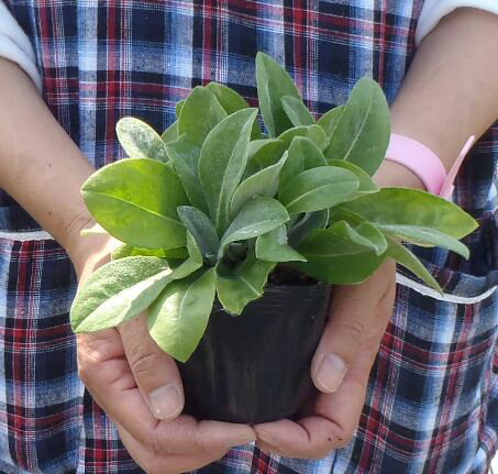 セントーレア モンタナ 3〜3.5号ポット苗 ヤグルマギク 矢車菊