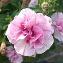 【単品 / 3個セット】ペチュニア 半八重咲き 万葉の美 桜ふたえ 3号ポット苗