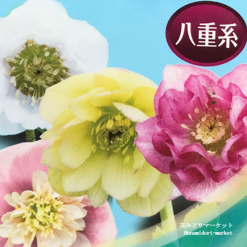 八重咲き クリスマスローズ オリエンタリス 系 【花色不明】2.5〜3号ポット苗ヘレボラス 八重 ダブル 花苗 宿根草 多年草 鉢花 花壇 日陰 シェード 北向きのサムネイル