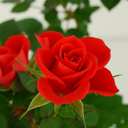 ミニバラ カリブラコルダーナ 3〜3.5号ポット苗花苗 鉢花 ポットローズ オレンジ レッド 赤 四季咲きのサムネイル