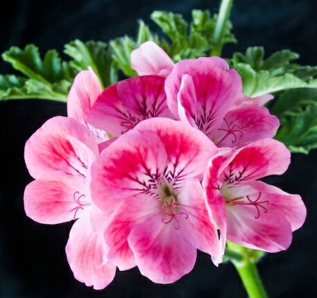 ハーブゼラニューム アプリコットゼラニウム 3〜3.5号ポット苗 センテッドゼラニウム 香り 多年草 鉢花 花苗 ハーブ ハーブ苗