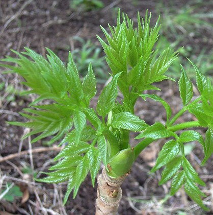 タラの木 とげ無し 3.5号ポット苗タラノキ山菜 花木 庭木