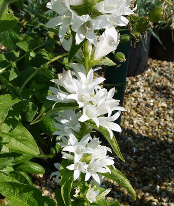 りんどう咲き カンパニュラカンパニュラ グロメラータアルバ （白花）3号ポット苗宿根草 イングリッシュガーデン】【ガーデニング】【苗】【宿根草】【多年草】【耐寒性】【おすすめ　花苗】【初心者の方にも】