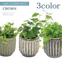 アクアテラポット 観葉植物付き クラウン 10.5サイズ全3色 観葉植物 全10種 陶器 鉢 底面給水シュガーバイン ペペロミア ヘデラ ワイヤープランツ プミ...