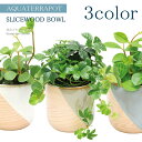 アクアテラポット 観葉植物付き スライスウッドボウル 10.5サイズ全3色 観葉植物 全10種 陶器 鉢 底面給水 シュガーバイン ペペロミア ヘデラ ワイヤー...