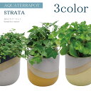 アクアテラポット 観葉植物付きストラタ 10.5サイズ全3色 観葉植物 全10種 陶器 鉢 底面給水 シュガーバイン ペペロミア ヘデラ ワイヤープランツ プミ...