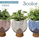 アクアテラポット 観葉植物付き タッツァ ラウンド 10.5サイズ全3色観葉植物 全10種 ガラス 木 鉢 底面給水 シュガーバイン ペペロミア ヘデラ ワイヤ...