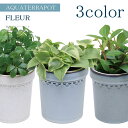 アクアテラポット 観葉植物付き フルール 10.5サイズ全3色 観葉植物 全10種 陶器 鉢 底面給水 シュガーバイン ペペロミア ヘデラ ワイヤープランツ プ...
