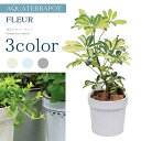 アクアテラポット 朴観葉植物付き フルール 13.5サイズ全3色 観葉植物 全4種 陶器 鉢 底面給水 ガジュマル パキラ テーブルヤシ シェフレラヨーロピアン...