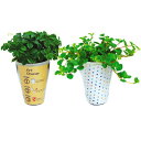 アクアテラポット 観葉植物付きアートチェンジ (ドット柄) 10.5サイズ観葉植物 全10種 アクリル鉢 底面給水 シュガーバイン アイビー ヘデラ ペペロミ...