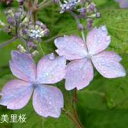 ヤマアジサイ美里桜:紅額:日向紺青:土佐の春雨3.5号ポット苗あじさい アジサイ 花苗 苗 花木 庭木 花木苗 日陰 シェード シュラブ