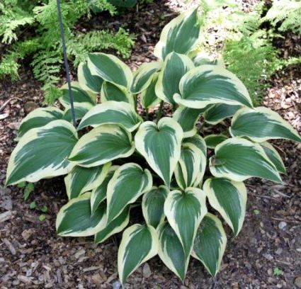 観葉植物　ホスタ ギボウシ　レイクサイド スプルースグース　3,5号ポット　耐寒性 宿根草