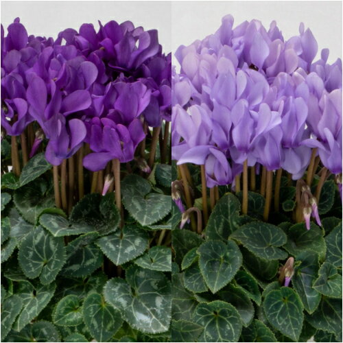 【単品 / 3個セット】ブルー系シクラメン ドラゴン3号ポット鉢花のサムネイル