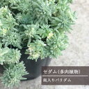 セダム パリダム 斑入り 2.5〜3号ポット苗インテリアグリーン 観葉植物 宿根草 グランドカバー カラーリーフ 耐寒性 多肉植物