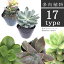 多肉植物 全17品種 Cシリーズ 3〜3.5号ポット アモエナビルバ オーレイ 花月 花月夜 ギブミー 久米の里 月下美人 小紫 霜の朝 樹氷 白牡丹 ダスティ 春びな 火祭り マーガレットレッピン レティジア 若緑