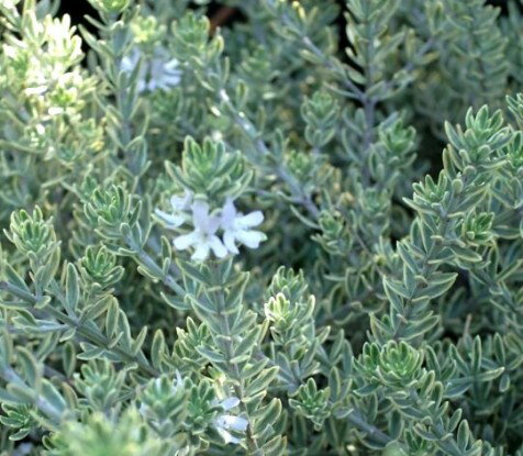 ウエストリンギア スモーキーホワイト 3号ポット苗 （ オーストラリアン ローズマリー ）ガーデニング 樹木 シンボルツリー シュラブ 寄せ植え 花壇 カラーリーフ