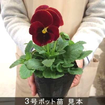 パンジーの育て方 種まき 植え方から教える初心者向け育て方講座 暮らし の パンジーの育て方 種まき 植え方から教える初心者向け育て方講座 暮らし の