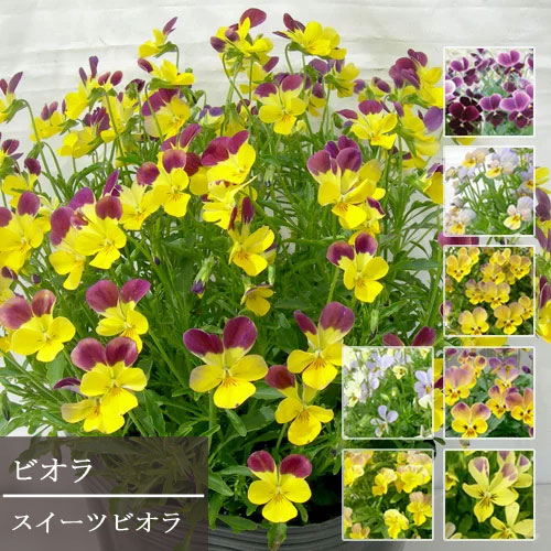 ビオラ スイーツビオラ 3号ポット苗 全7色からお選び下さい花苗 秋 冬 花壇 プランター 寄せ植え パンジー 耐寒性 花の苗 秋のサムネイル