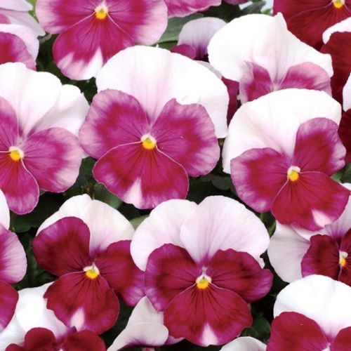 【単品 / 3個セット/5個セット】パンジー よく咲くスミレ ロゼ 3～3.5号ポット苗花苗 寄せ植え 花壇 秋..