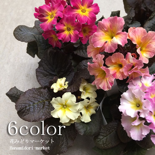 耐寒性 銅葉プリムラ ジェシカ 全6色3号ポット苗花苗 鉢花 耐寒 花壇 寄せ植え カラーリーフ 秋 冬 春のサムネイル