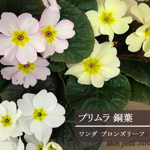 耐寒性プリムラ 銅葉ワンダ ブロンズリーフ ホワイト系 イエロー系 ピンク系 3号ポット苗プリムラ 花苗 花壇 寄せ植え コンテナ カラーリーフ 秋 冬 カラーリーフ ジュリアンのサムネイル