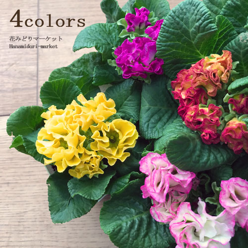 フリル咲き プリムラ ジュリアンモンシュシュ 3〜3.5号ポット苗フリンジ 花苗 花の苗 鉢花 寄せ植え 花壇 秋 冬 春 サクラ草のサムネイル