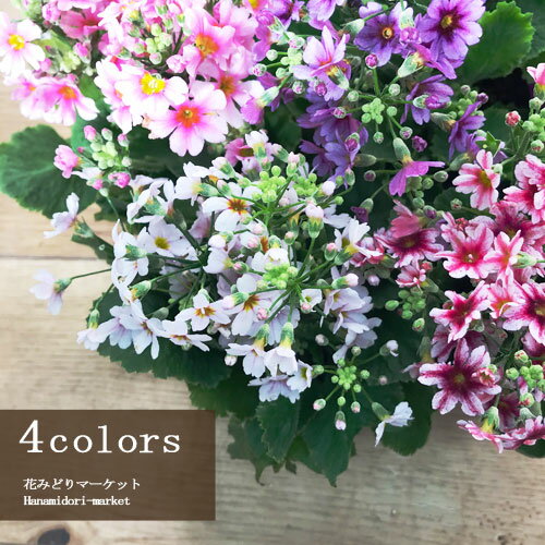 プリムラ マラコイデス エトワール 3.5号ポット苗サクラ草 花苗 花の苗 秋 冬 春 寄せ植え 花壇 寒さに強いのサムネイル