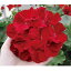 花苗 PW(PROVEN WINNERS) スーパーゼラニウム チャンピオン レッド 3,5号ポット 花色 赤 耐暑性 周年開花 ガーデニング 寄せ植え
