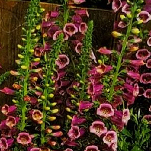 ֤ߤɤޡåȡŷԾŹ㤨֡ñ / 3ĥåȡۥꥹ쥬ȡ3ݥåĥեåեڲָۡڥǥ˥󥰡ۡڽɺۡѴۡפβǤʤ260ߤˤʤޤ