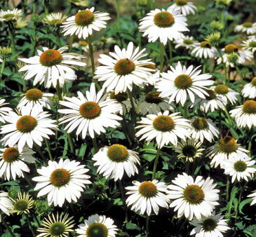 花苗 エキナセア ハッピースター(ラッキースター) 3.5号ポット苗 花色 白 宿根草 多年草 耐寒性 イングリッシュガーデン 切り花