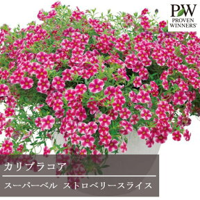 カリブラコア スーパーベル ストロベリースライス 3号ポット苗PW プルーヴンウィナーズ 花色 多年草 寄せ植え 花壇 コンテナ 鉢植え