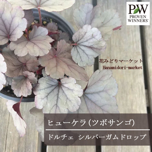 【大苗】ヒューケラ / ツボサンゴ ドルチェ シルバーガムドロップ 3.5号ポット苗 PW プルーヴンウィナーズ カラーリーフ 花苗 多年草 宿根草のサムネイル