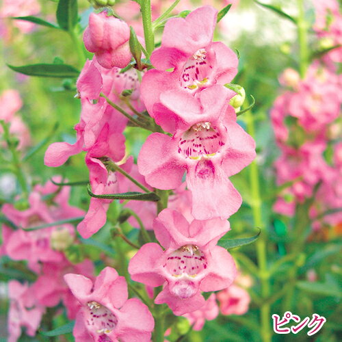 楽天市場 アンゲロニア エンジェルフェイス 全4色 3号ポット苗 Pw プルーヴンウィナーズ 夏の花 ブルーガーデン 花みどりマーケット 楽天市場店