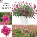 【単品 / 3個セット】ゴンフレナ ラブラブラブ 3号ポット苗 PW プルーブンウィナーズ 花苗 多年草 春 夏 秋 四季咲き 暑さに強い