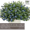 【単品 / 3個セット】エボルブルス (アメリカンブルー)ブルーラグーン 3号ポット苗 PW プルーヴンウィナーズ 花苗 夏 ブルー 青 暑さに強い