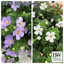 バコパの育て方 花の育て方サイト そらるん バコパの育て方 花の育て方サイト そらるん