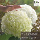 ガーデンアジサイ アナベル グランデクリーム (アナベルジャンボ) 11cmポット苗アナベル アメリカあじさい アジサイ PW プルーヴンウィナーズ シュラブ ...