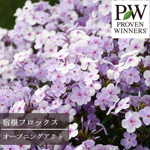 【単品 / 3個セット】フロックス オープニングアクト ピンクアドット / ウルトラピンク/ロマンス 11cmポット苗 宿根フロックス ペレニアル PW プルーヴンウィナーズ 宿根草 花苗 多年草 耐寒 耐暑 丈夫