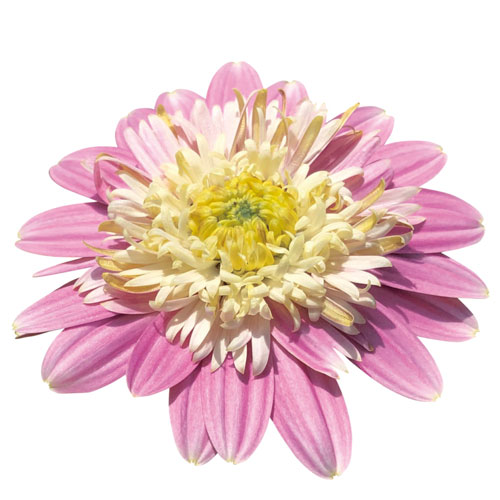 オステオスペルマム ラブポーション 3号ポット苗ディモルフォセカ 寄せ植え カラーリーフ 花苗 多年草 花の苗 PW PROVEN WINNERS 春 八重のサムネイル