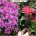 モナルダ( ベルガモット )PW フォーグ 11cmポット苗プルーブンウイナーズ 宿根草 多年草 夏咲き 耐寒性