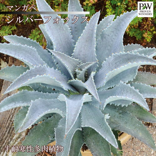 マンガベ シルバーフォックス 5号ポット苗 PW プルーヴンウィナーズ インテリアグリーンのサムネイル