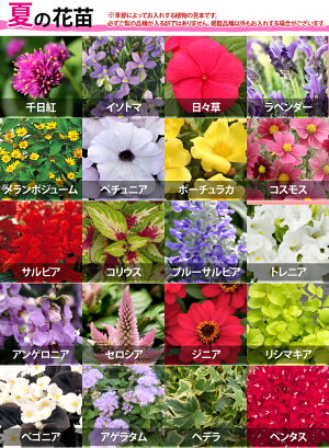 【植物見本：夏】季節の花苗花色ミックス20ポットセット