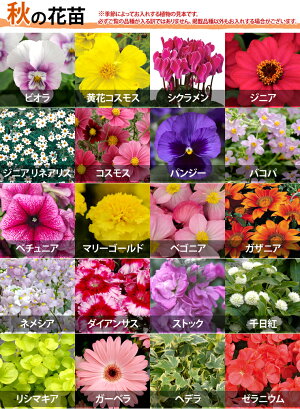 【植物見本：秋】季節の花苗花色ミックス20ポットセット