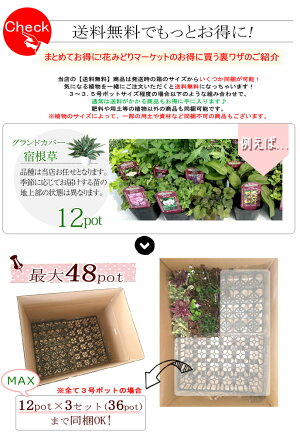 ◆【送料無料】季節の花苗花色ミックス20ポットセット選べる花色